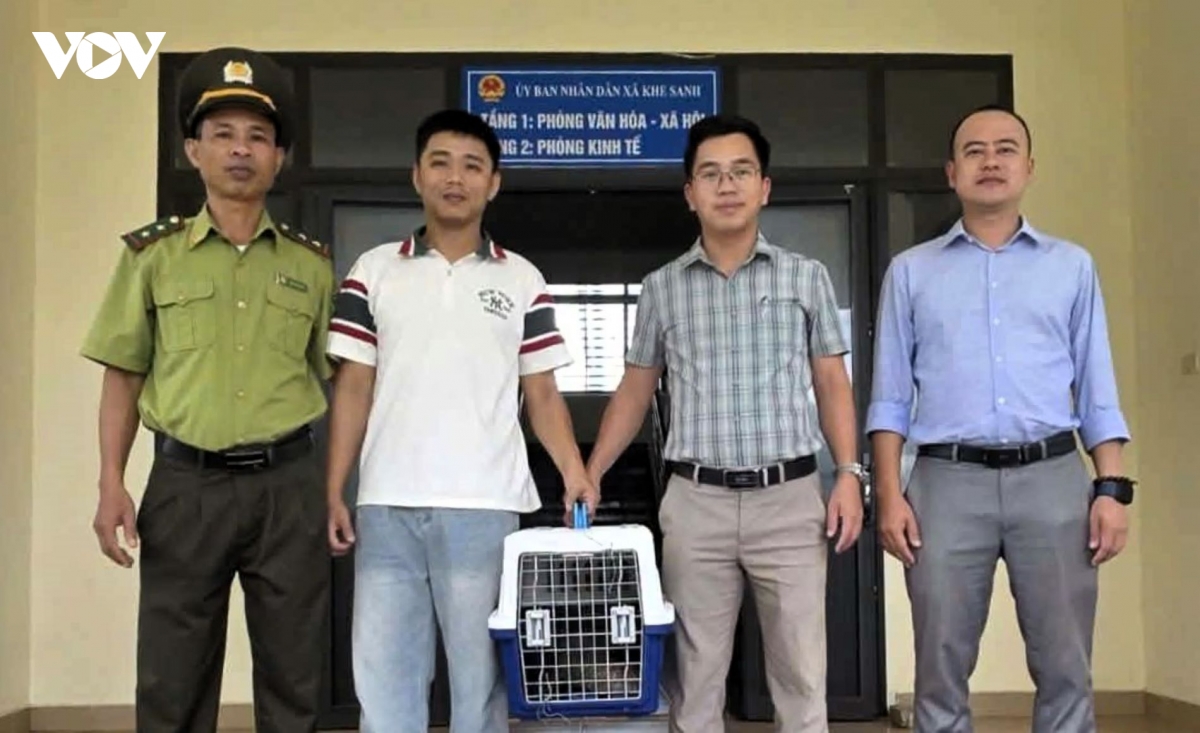 Cứu hộ 1 chú tê tê Java quý hiếm bị kiệt sức ở Khe Sanh